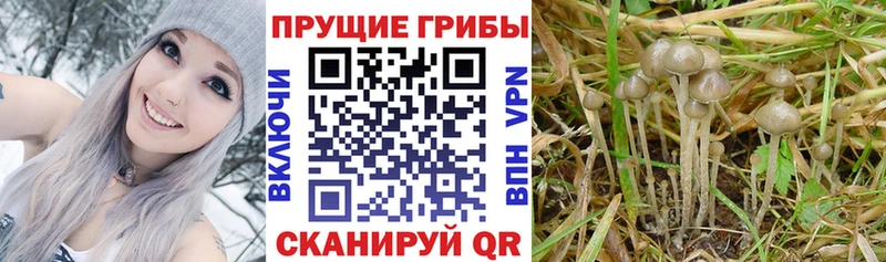 Псилоцибиновые грибы мухоморы  хочу   darknet какой сайт  Черногорск 
